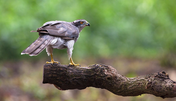 Northern Goshawk photo